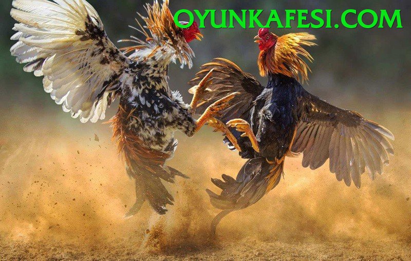 Đá Gà Trực Tiếp - Brlbet